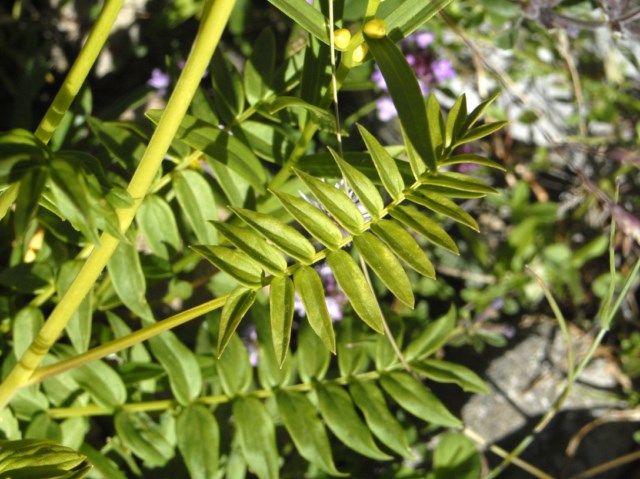 Polemonium caeruleum / Polemonio ceruleo